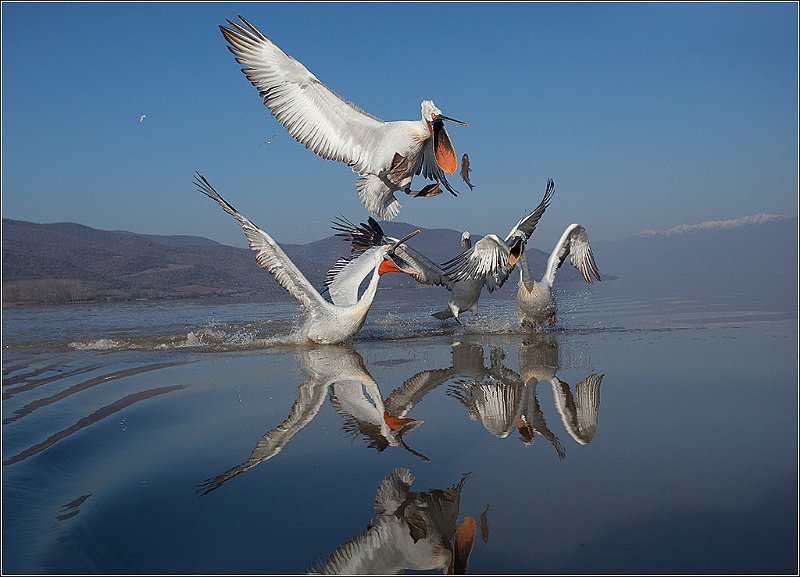 PELLICANO DAL CIUFFO.jpg